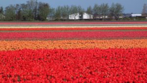 Holland Tulips