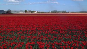 Holland Tulips