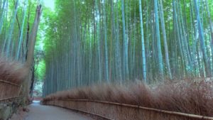 京都 嵐山 竹林の小径