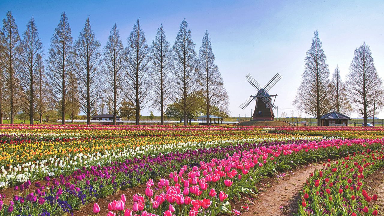 https://www.english-recipe.happy-clovers.com/wp-content/uploads/2020/09/TulipWindmill2MV1280.jpg